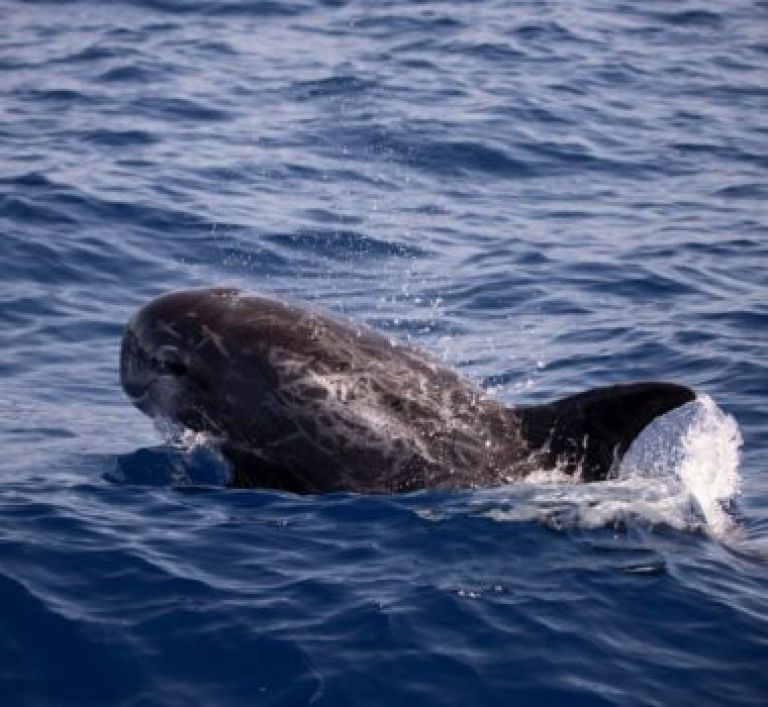 delfin