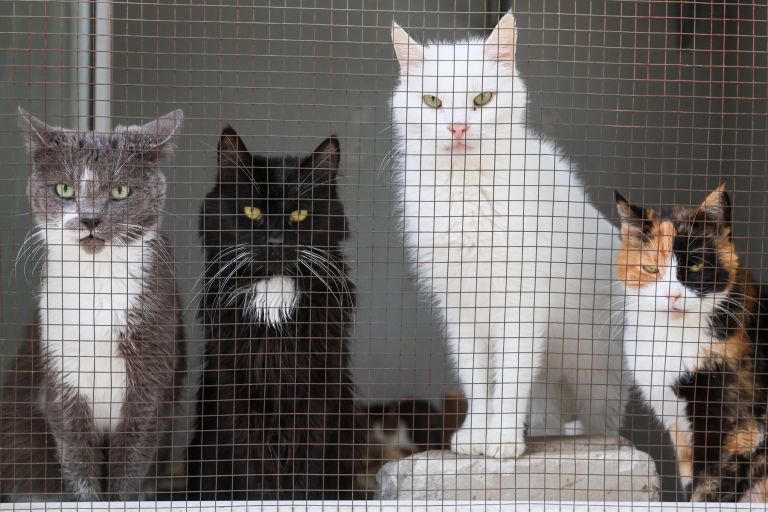 mačke zavetišče.jpg