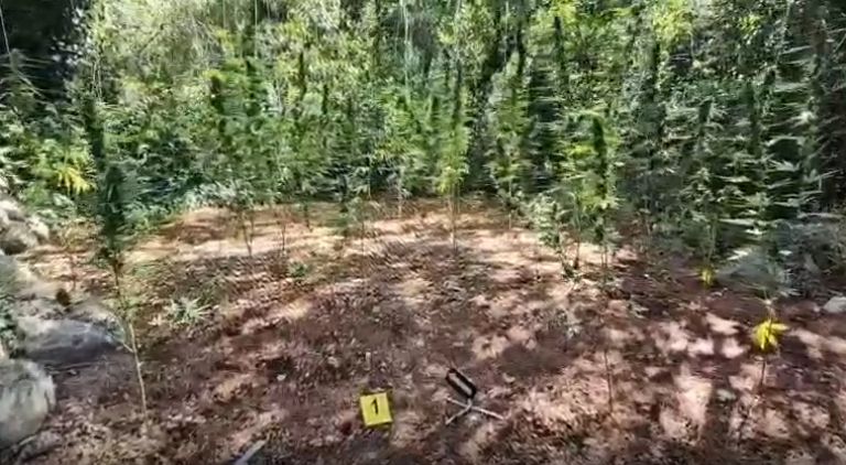 plantaža