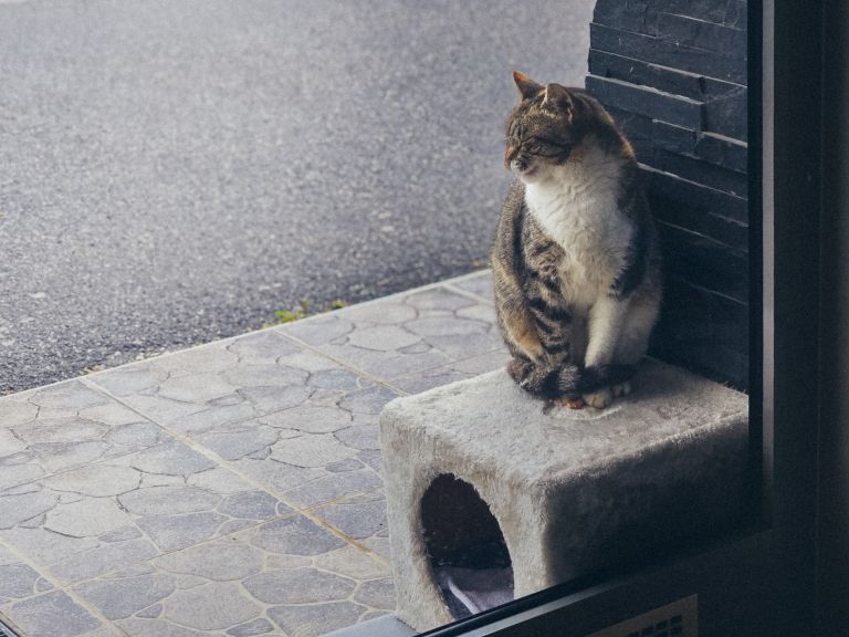 simbolična, mačka, maček, muca, potepuška, žival