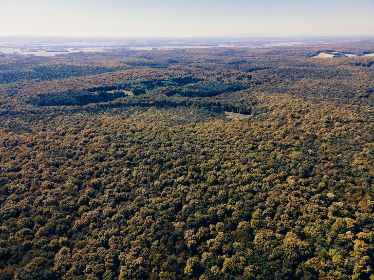 simbolična, gozd, dron, prekmurje, narava, podeželje