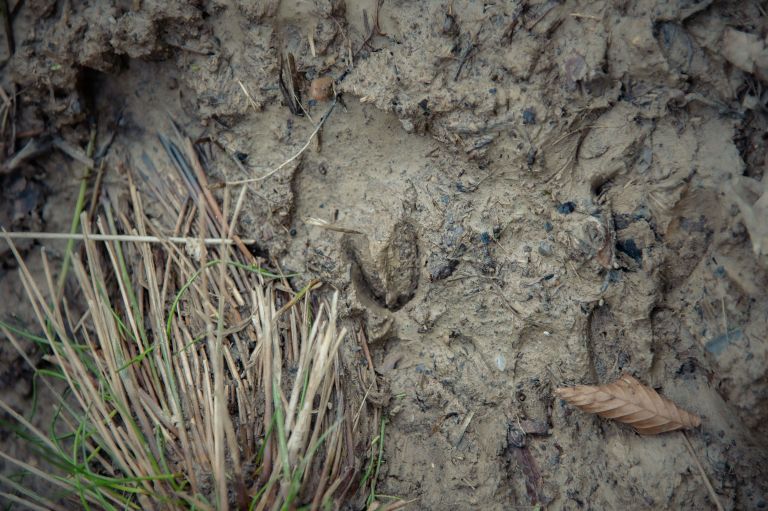 kobilje, koruza, polje, uničen-pridelek, divjad, divji-prašiči, divje-svinje, škoda, marjana-berden