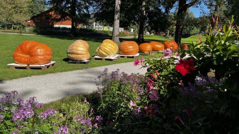 v-mozirskem-gaju-se-je-zacela-tradicionalna-razstava-buc-velikank-in-jesenskega-cvetja
