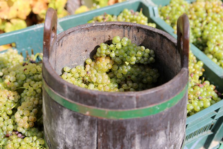 vino, kmetijska-zadruga-smarje, klet-emino, letina, grozdje