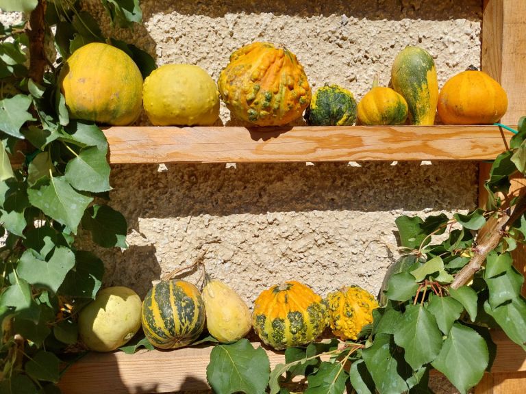 v-mozirskem-gaju-se-je-zacela-tradicionalna-razstava-buc-velikank-in-jesenskega-cvetja