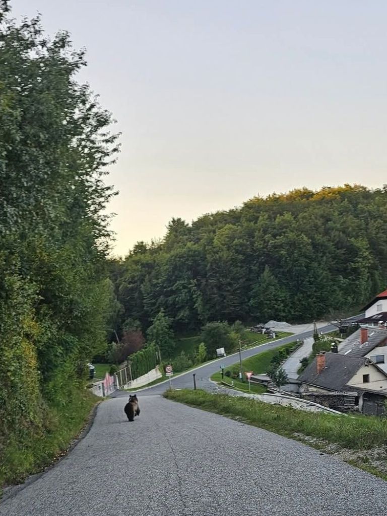 medved, litija