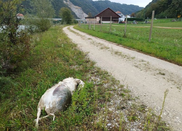 pge-krsko, kadaver