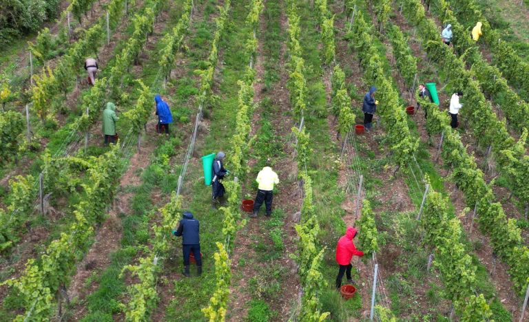 obiranje grozdja, vinograd, rudesheim.jpg