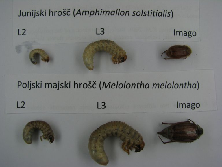 majski hrošč, ličinke, primerjava velikosti različnih pahljačnikov
