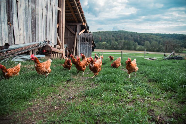 simbolična, kokoš, kokoške, živali, kmetijstvo, petelin, kokoši