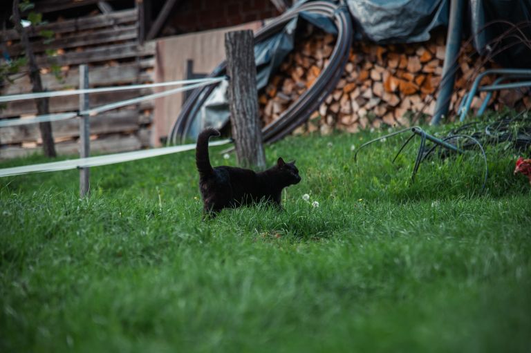 simbolična, mačka, mačke, muca, živali