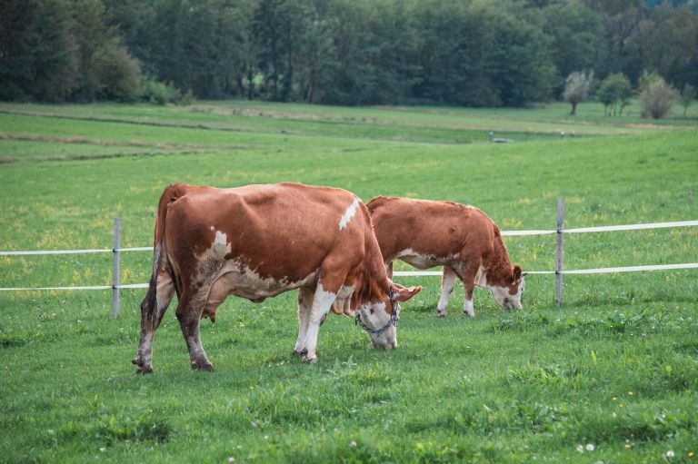 simbolična, krava, krave, govedo, kmetijstvo, živali, goveda, bik