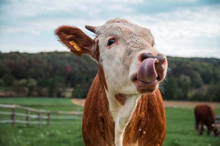 simbolična, krava, krave, govedo, kmetijstvo, živali, goveda, bik