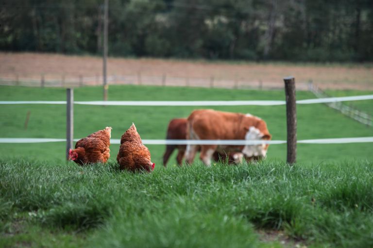 simbolična, kokoš, kokoške, živali, kmetijstvo, petelin, kokoši