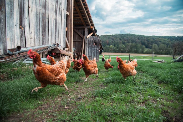 simbolična, kokoš, kokoške, živali, kmetijstvo, petelin, kokoši