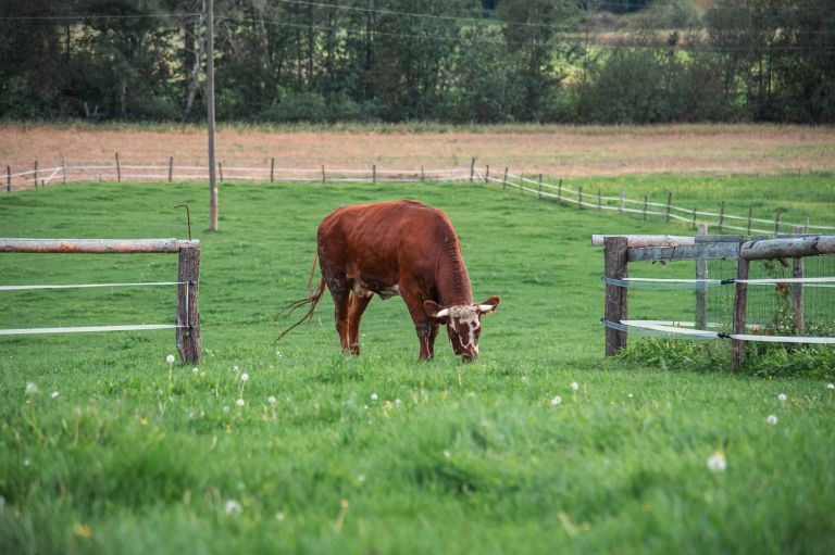 simbolična, krava, krave, govedo, kmetijstvo, živali, goveda, bik