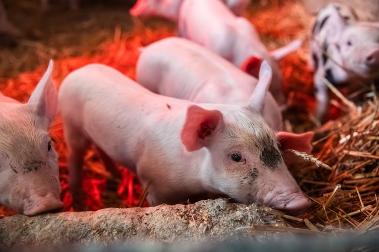 simbolična, pujs, prašič, svinja, svinjak, hlev, živali, kmetijstvo, prašički, prašičereja