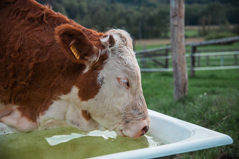 simbolična, krava, krave, govedo, kmetijstvo, živali, goveda, bik