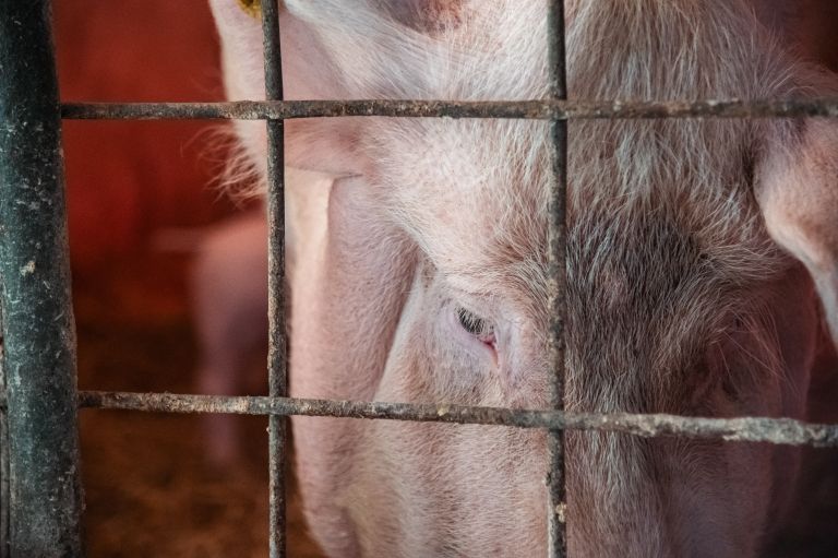 simbolična, pujs, prašič, svinja, svinjak, hlev, živali, kmetijstvo, prašički, prašičereja