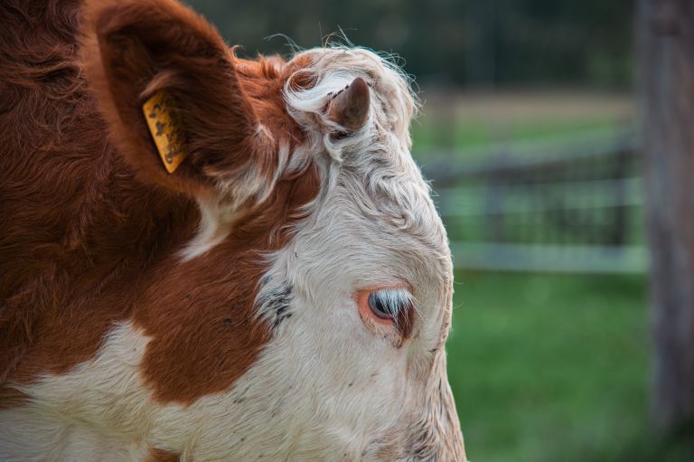 simbolična, krava, krave, govedo, kmetijstvo, živali, goveda, bik