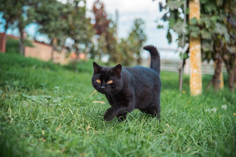 simbolična, mačka, mačke, muca, živali