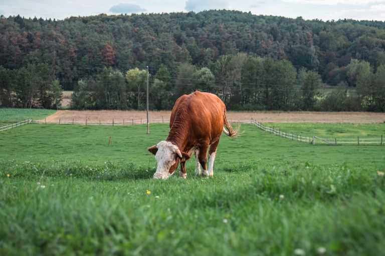 simbolična, krava, krave, govedo, kmetijstvo, živali, goveda, bik