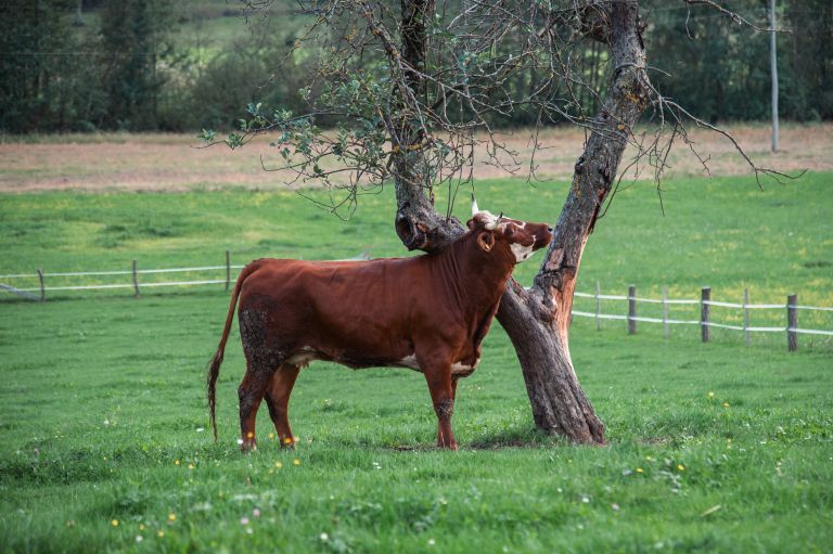 simbolična, krava, krave, govedo, kmetijstvo, živali, goveda, bik