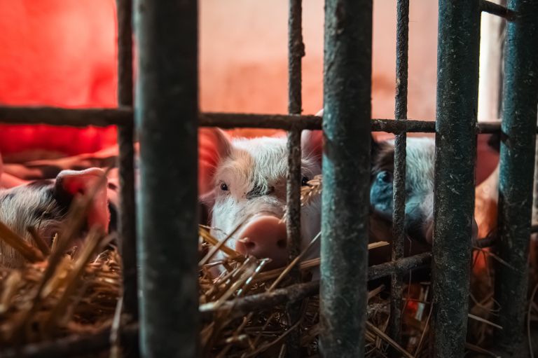 simbolična, pujs, prašič, svinja, svinjak, hlev, živali, kmetijstvo, prašički, prašičereja