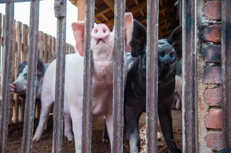 simbolična, pujs, prašič, svinja, svinjak, hlev, živali, kmetijstvo, prašički, prašičereja