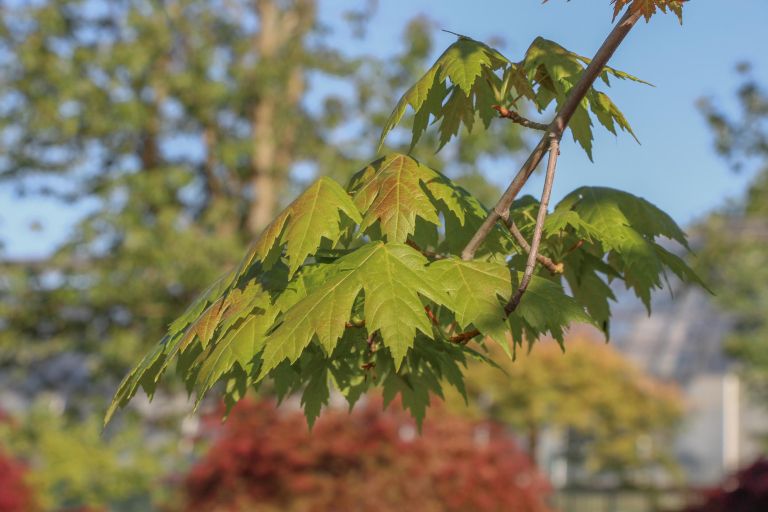 N1-63A_Acer × freemanii_v2.jpg