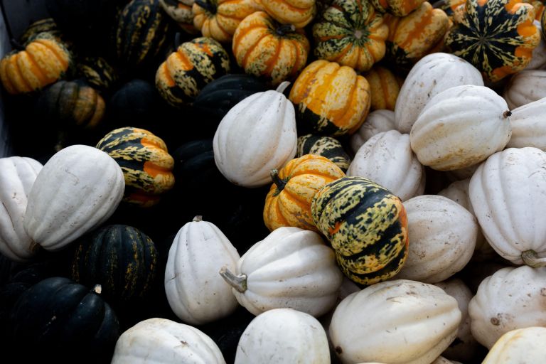 buce sweet dumpling.jpg