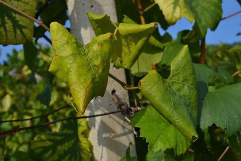 zlata-trsna-rumenica