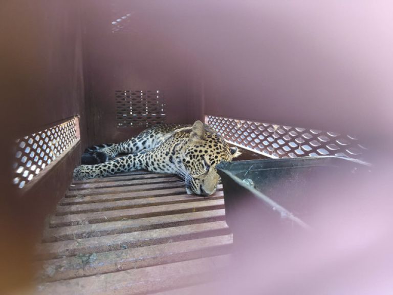 leopard.jpeg