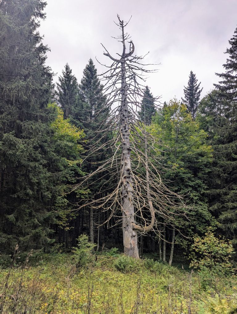 strelovec, planinski-izlet