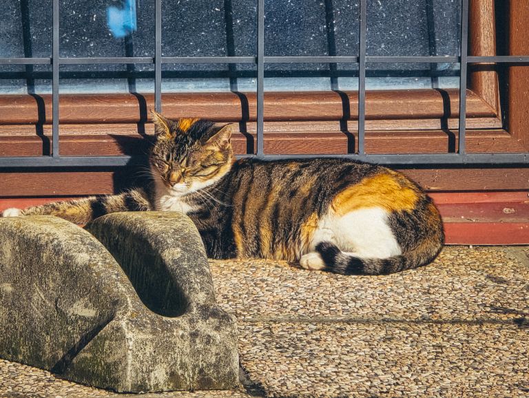 simbolična, živali, mačka, mačke