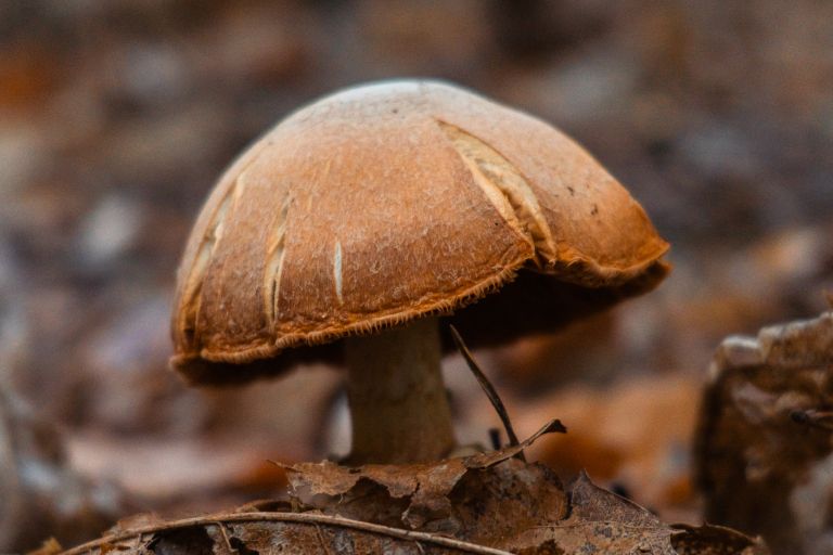 simbolična, gobe, goba, gobarjenje, gozd, narava