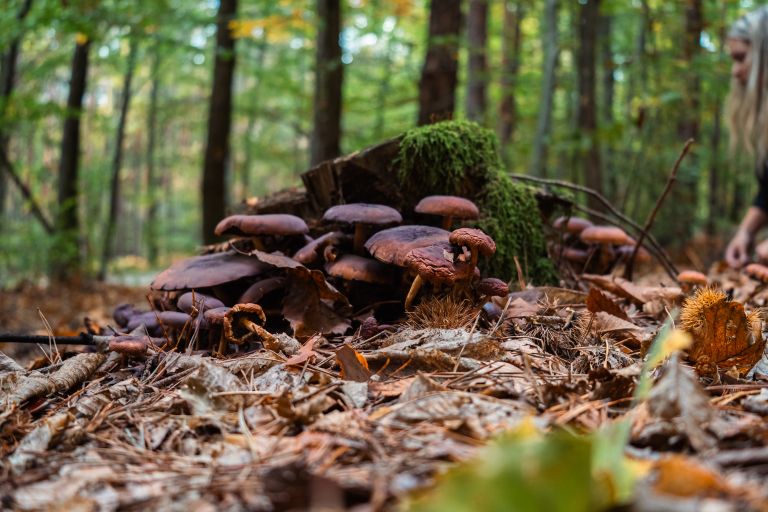 simbolična, gobe, goba, gobarjenje, gozd, narava