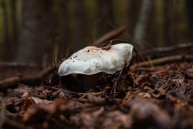 simbolična, gobe, goba, gobarjenje, gozd, narava