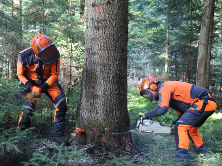 NČ-Varno-podiranje-dreves-z-motorno-žago--Foto-Jože-Miklavc--IMG_6347.jpg