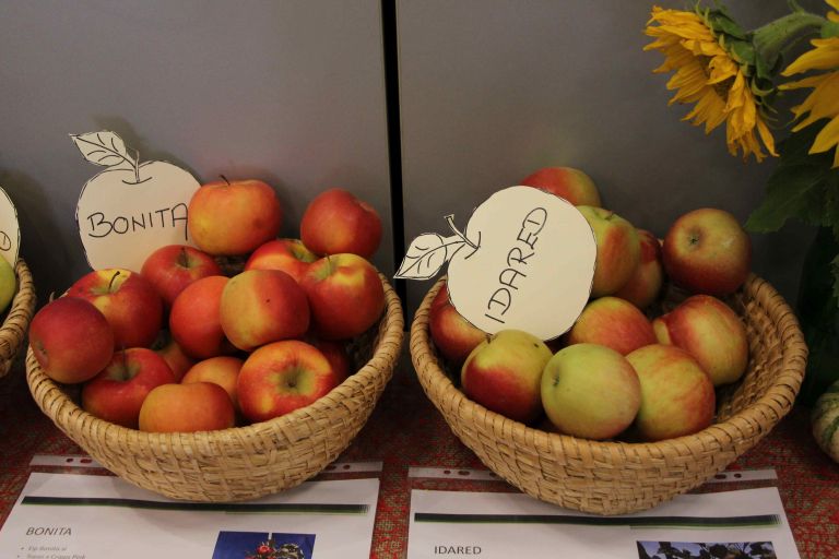 praznik-topliskega-jabolka-2025, 10-drzavno-ocenjevanje-jabolcnih-zavitkov