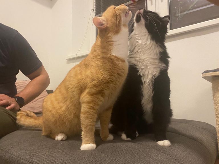 zavetišče, živali, mačka, mačke, psi, pes