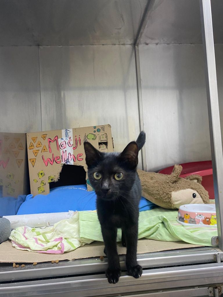 zavetišče, živali, mačka, mačke, psi, pes