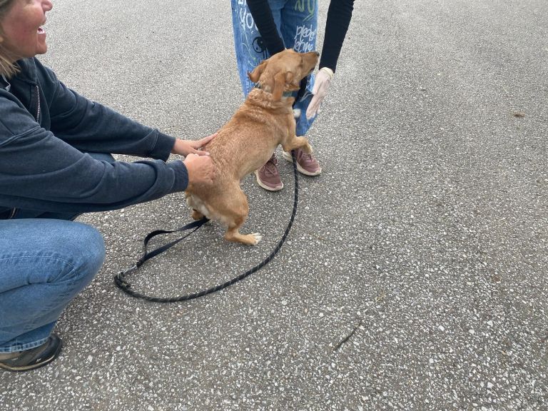 zavetišče, živali, mačka, mačke, psi, pes