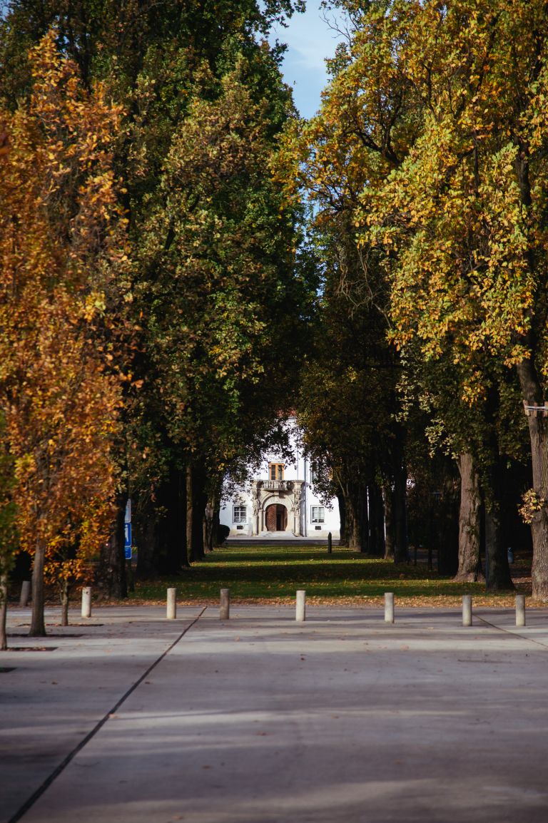 simbolična, park, drevored, jesen, narava, grad, pokončna