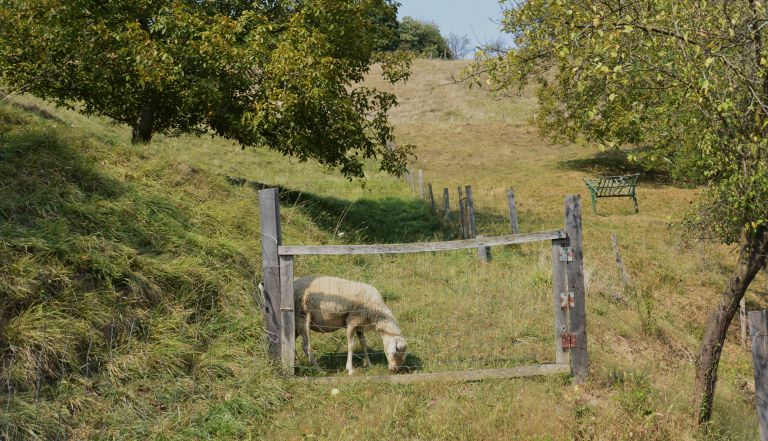 mv-drobnica cepljenje 2.JPG
