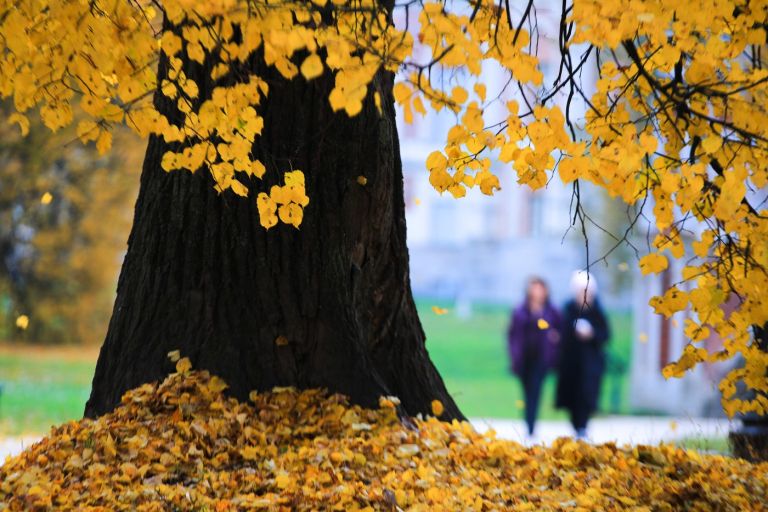 jesen, drevo, listje.jpg