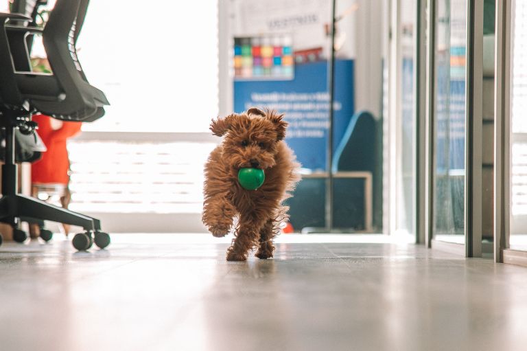 simbolična, kuža, pes, žival, hišni-ljubljenčki, psi, terier