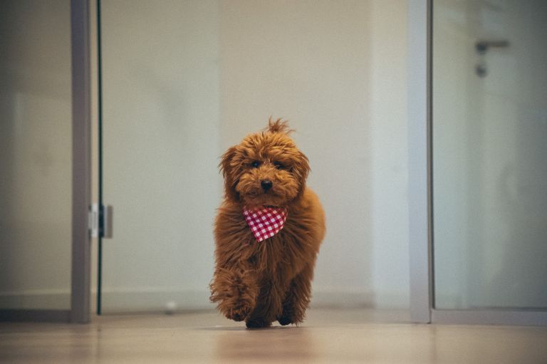 simbolična, kuža, pes, žival, hišni-ljubljenčki, psi, terier