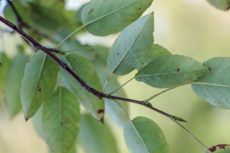 smarna-hrusica-robin-hill-ocara-z-lepoto