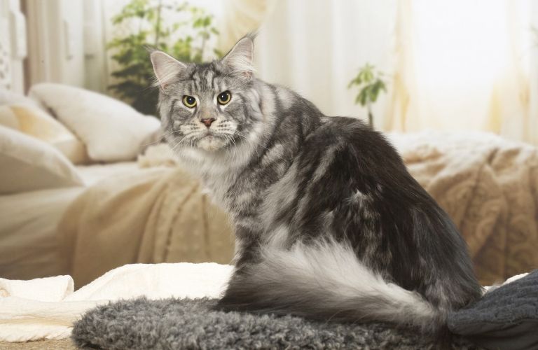 Maine Coon
